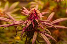 Discovering the Best Marijuana Seeds Pennsylvania Has to Offer