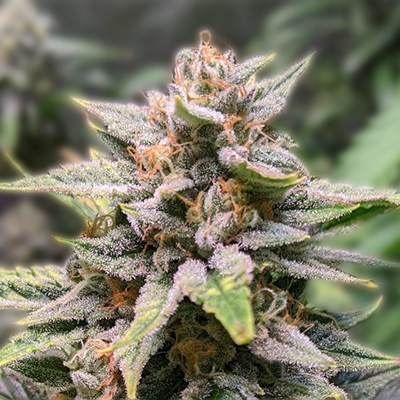 Discovering the Best Marijuana Seeds Pennsylvania Has to Offer